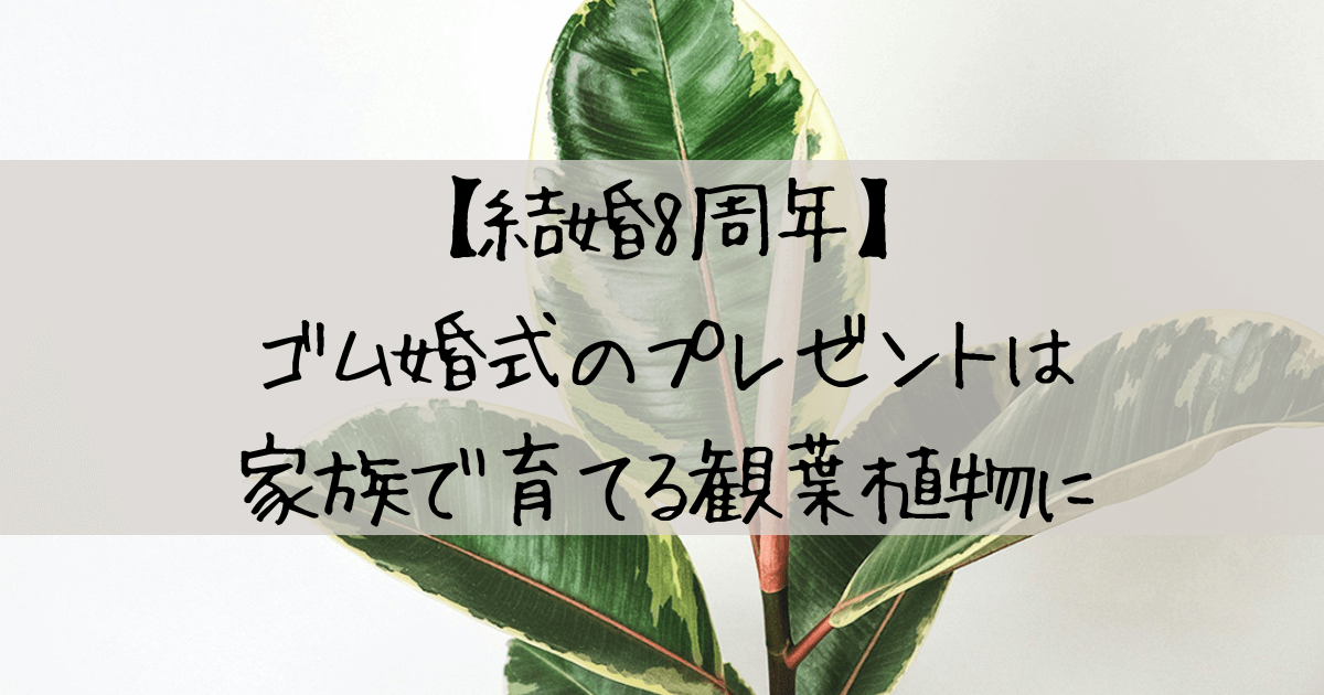 【結婚8周年】ゴム婚式のプレゼントは家族で育てる観葉植物に